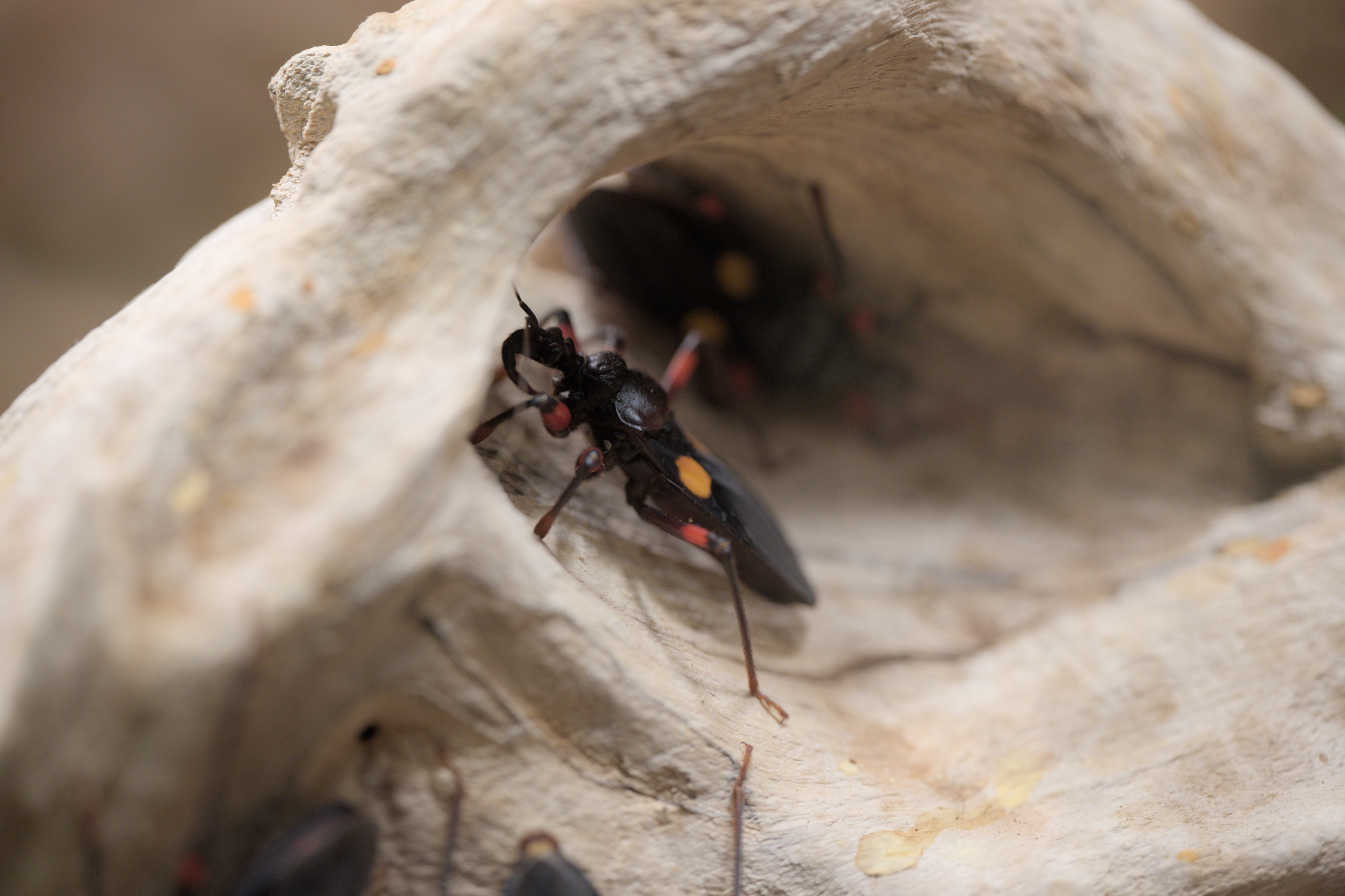 2025/10/12 - zoo/DSC_0204.jpg